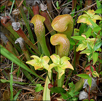 Hooded Pitcher Plant Sarracenia minor