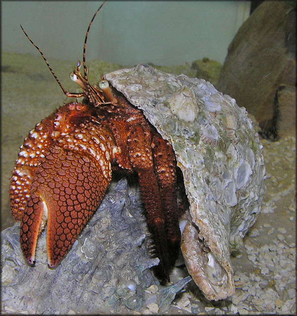 Petrochirus diogenes Giant Hermit Crab