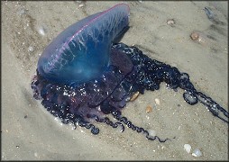 Physalia physalis - Portuguese Man-of-War