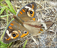 Common Buckeye [Junonia coenia] Mating