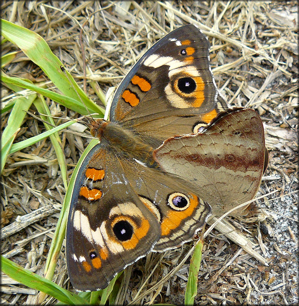 Common Buckeye [Junonia coenia] Mating