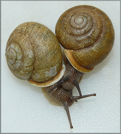 Mesodon zaletus (A. Binney, 1837) Toothed Globe