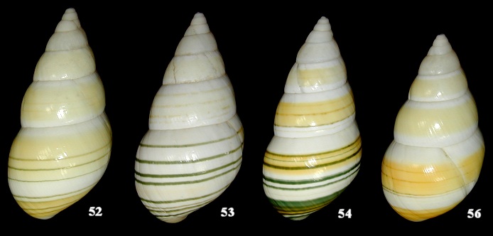 Liguus fasciatus cingulatus Simpson, 1920