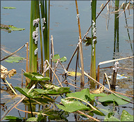 Pomacea paludosa (Say, 1829) Florida Applesnail Eggs In situ