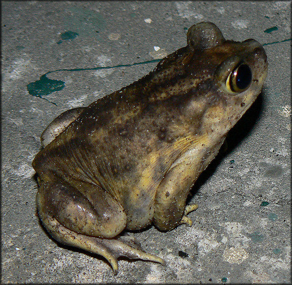 Eastern Spadefoot Toad Scaphiopus holbrookii