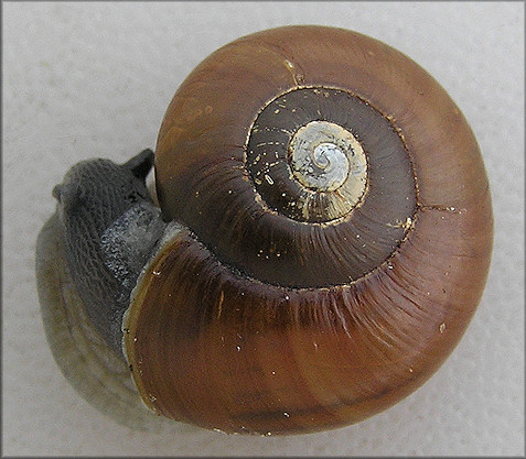 Mesomphix cupreus (Rafinesque, 1831) Copper Button