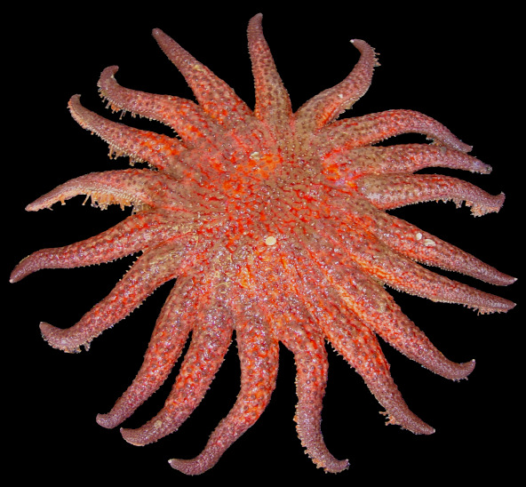 Pycnopodia helianthoides (Brandt, 1835) "Sunflower Star" 