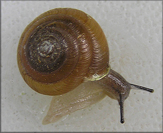 Ventridens collisella (Pilsbry, 1896) Sculptured Dome