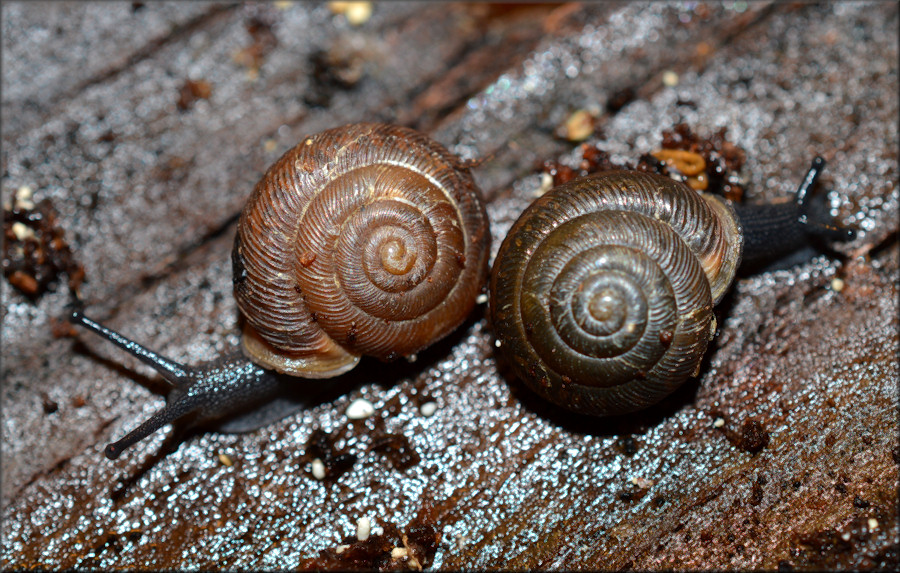 Triodopsis juxtidens (Pilsbry, 1894) Atlantic Three-tooth Sinistral Specimen