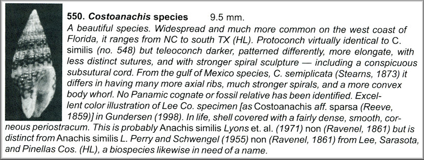 Costoanachis species