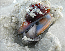 Strombus alatus Gmelin, 1791 Living Specimen In Situ