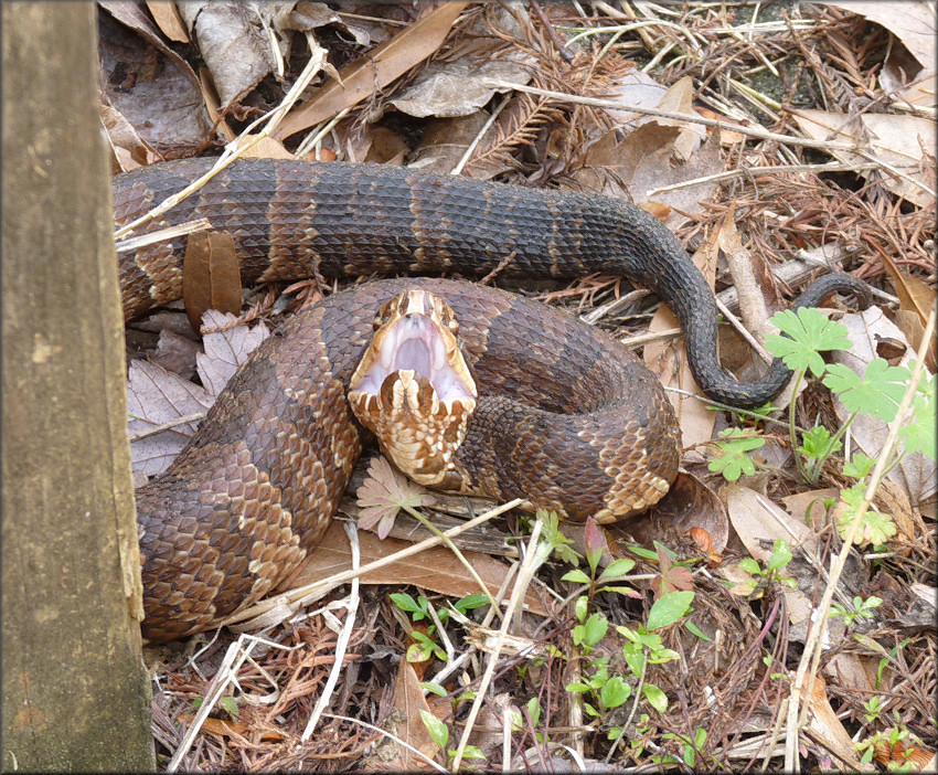 Florida Cottonmouth [Agkistrodon piscivorus conanti]