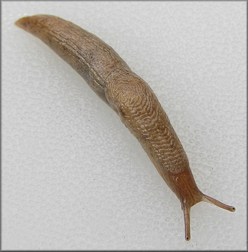 Deroceras reticulatum (Müller, 1774) Gray Fieldslug