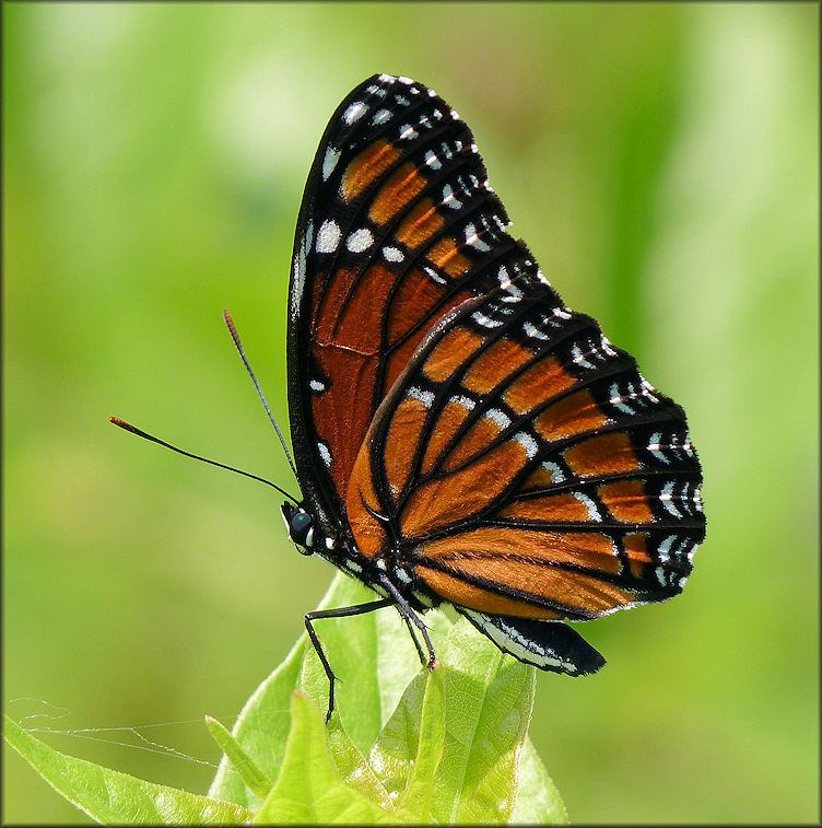 Viceroy [Limenitis archippus]