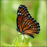 Viceroy [Limenitis archippus]