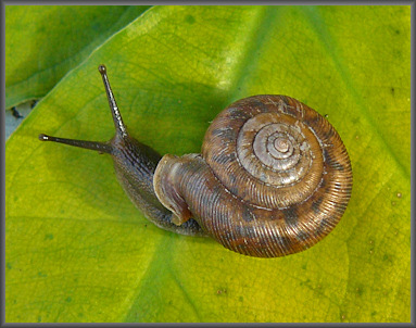 Living Daedalochila auriculata (Say, 1818) (9/7/2008)