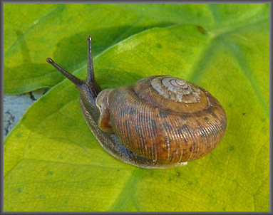 Living Daedalochila auriculata (Say, 1818) (9/7/2008)