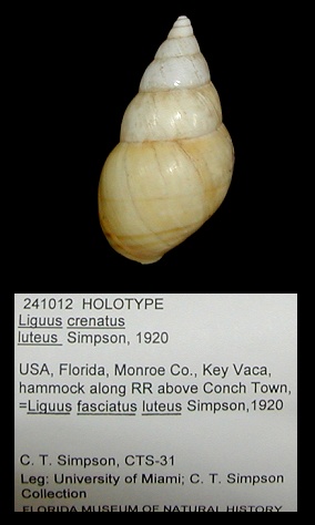 Liguus fasciatus luteus Simpson, 1920 Holotype