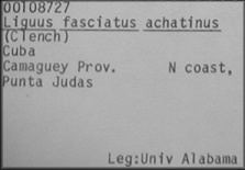 Liguus fasciatus achatinus Clench, 1934