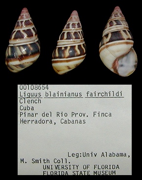 Liguus blainianus fairchildi Clench, 1934