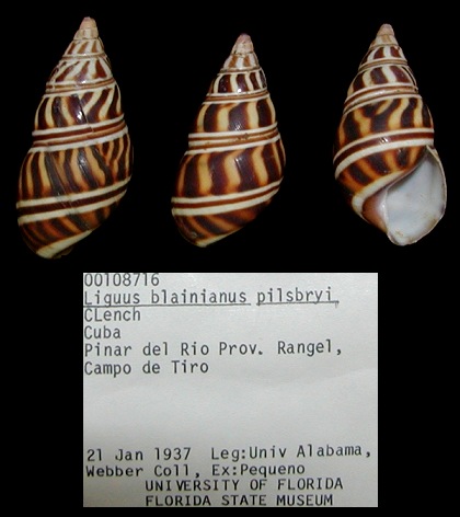 Liguus blainianus pilsbryi Clench 1935
