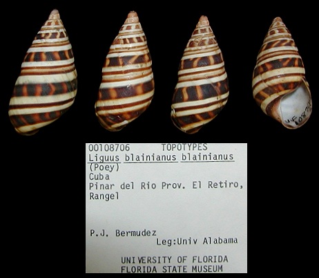 Liguus blainianus blainianus (Poey, 1851) Topotypes