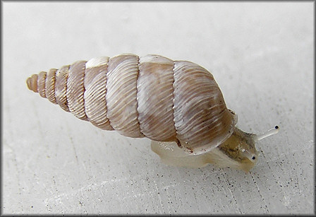 Microceramus pontificus (Gould, 1848) Pontiff Urocoptid