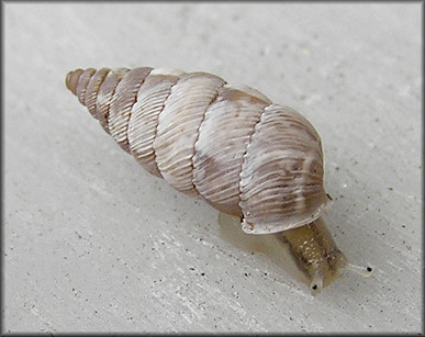 Microceramus pontificus (Gould, 1848) Pontiff Urocoptid