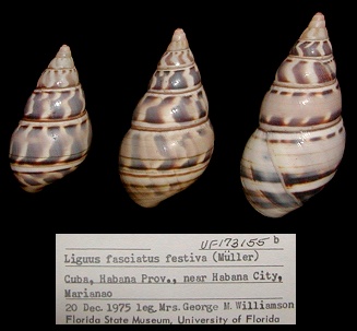 Liguus fasciatus festiva (Mller, 1774)