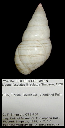 Liguus fasciatus lineolatus Simpson, 1920 Figured Specimen