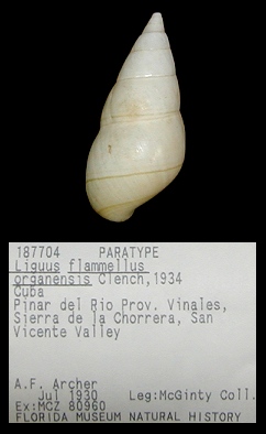 Liguus flammellus organensis Clench, 1934 Paratype