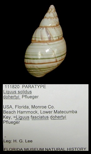 Liguus fasciatus dohertyi Pflueger, 1934 Paratypes