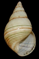 Liguus fasciatus dohertyi Pflueger, 1934 Paratypes