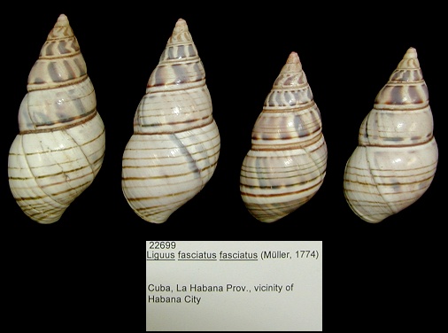Liguus fasciatus fasciatus (Mller, 1774)