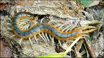 Centipede [Hemiscolopendra marginata]