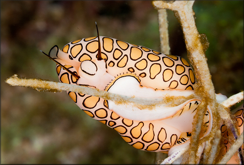 Cyphoma gibbosum (Linnaeus, 1758) Flamingo Tongue