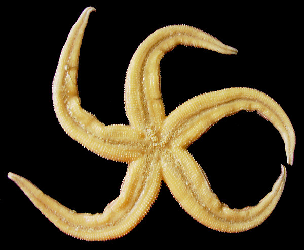 Evasterias echinosoma Fisher, 1926 "Giant Star"