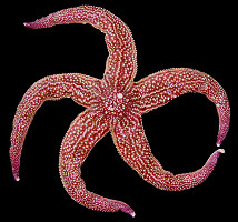 Evasterias echinosoma Fisher, 1926 "Giant Star"