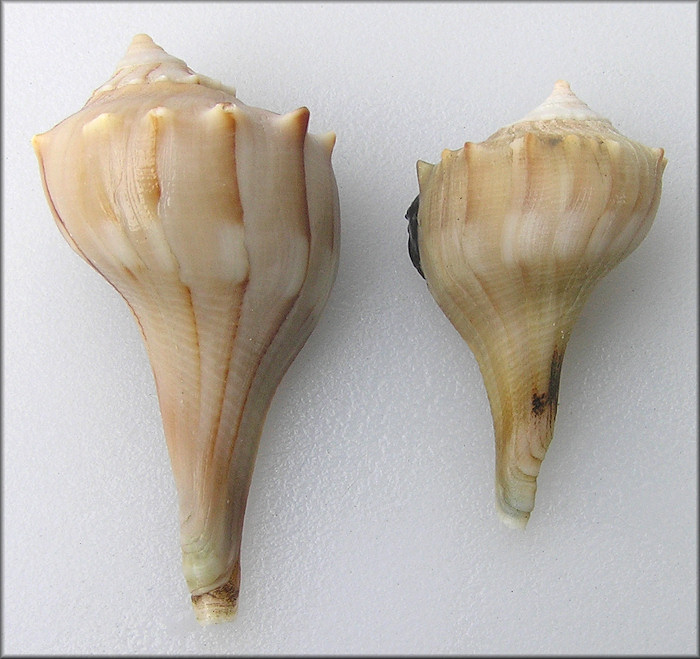 Reverse Coiled Busycon perversum (Linnaeus, 1758) Lightning Whelk