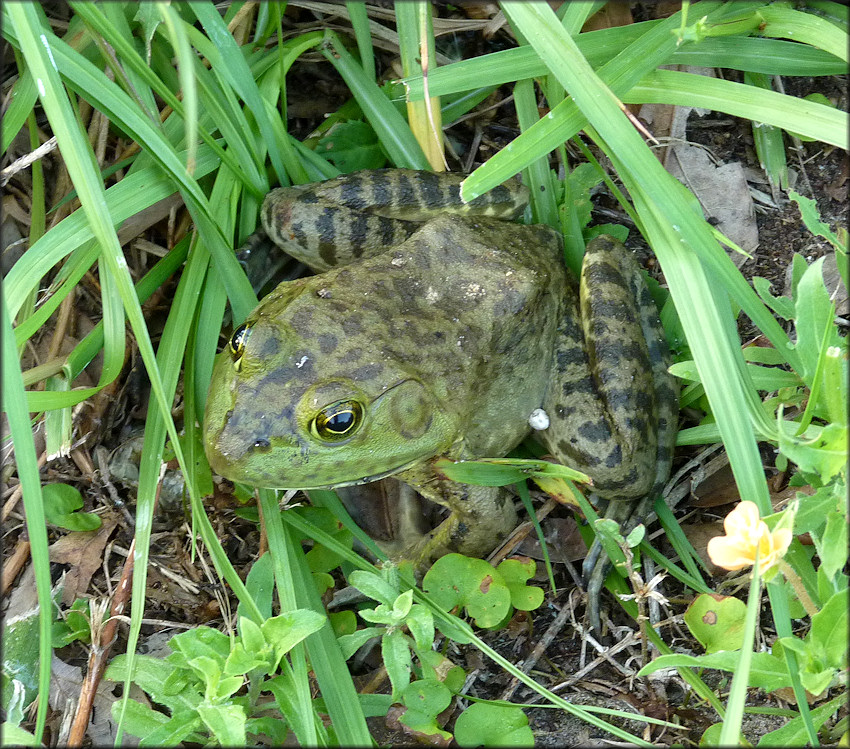 Bullfrog [Rana catesbeiana]