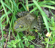 Bullfrog [Rana catesbeiana]