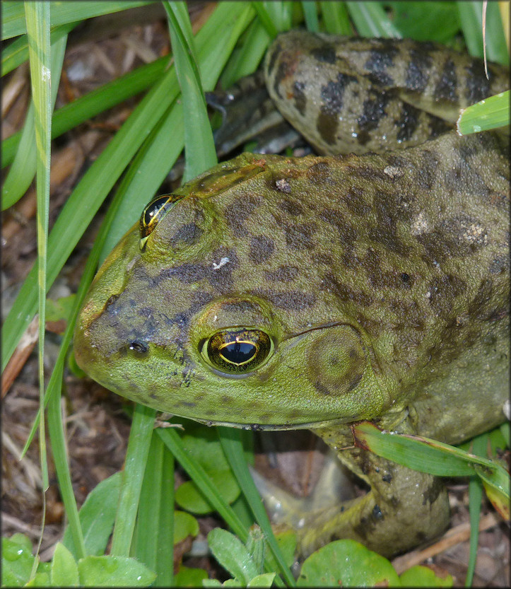 Bullfrog [Rana catesbeiana]