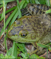 Bullfrog [Rana catesbeiana]