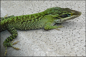 Green Anole [Anolis carolinensis]