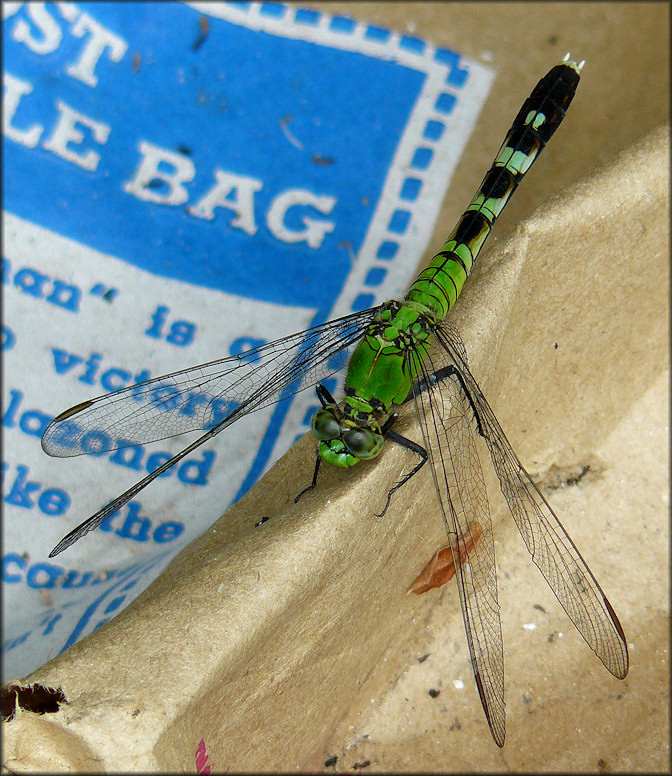 Eastern Pondhawk [Erythemis simplicicollis] 