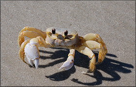 Ocypode quadrata Atlantic Ghost Crab