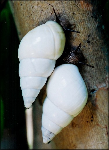 Sinistral & Dextral Liguus fasciatus