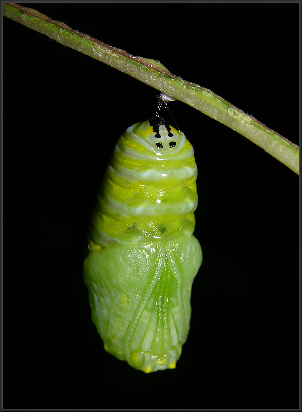 Monarch Chrysalis [Danaus plexippus]