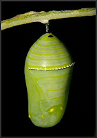 Monarch Chrysalis [Danaus plexippus]