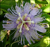 Passion Flower [Passiflora incarnata]